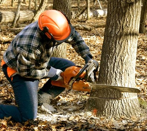Tree Removal in Cunningham, TX